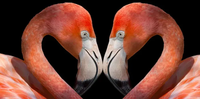 Framed Print : Animals, Birds, Places, Zoo, avian, black, close, close-up, closeup, color, colorful Framed Print : Animals, Birds, Places, Zoo, avian, black, close, close-up, closeup, color, colorful