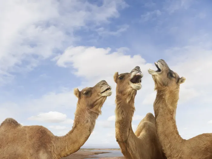Framed Print : animals, bizarre, braying, camel, cloud, color image, concept, copy space, day, energy Framed Print : animals, bizarre, braying, camel, cloud, color image, concept, copy space, day, energy