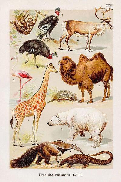 Animals Chromolithography 1899