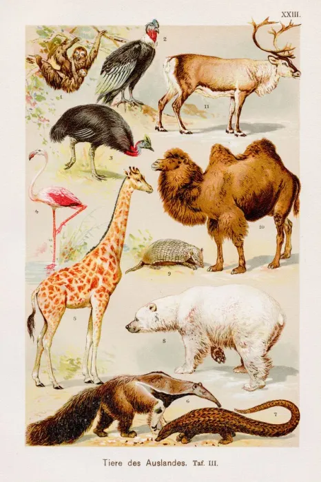Framed Print : Animals Chromolithography 1899 Framed Print : Animals Chromolithography 1899