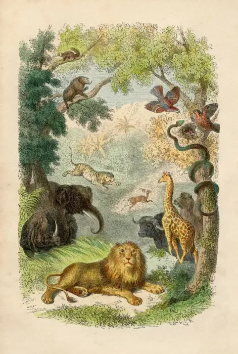 Framed Print : Animals engraving chromolitography 1880 Framed Print : Animals engraving chromolitography 1880
