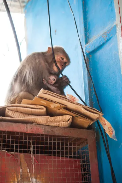 Framed Print : Animals, Kathmandu, Monkey Temple, Nepal, Places of interest, Unesco World Heritage Site Framed Print : Animals, Kathmandu, Monkey Temple, Nepal, Places of interest, Unesco World Heritage Site
