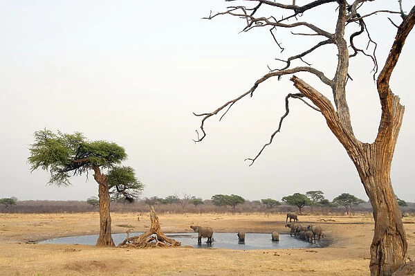 animals in the wild, bare tree, barren, day, elephant, horizon over land, horizontal