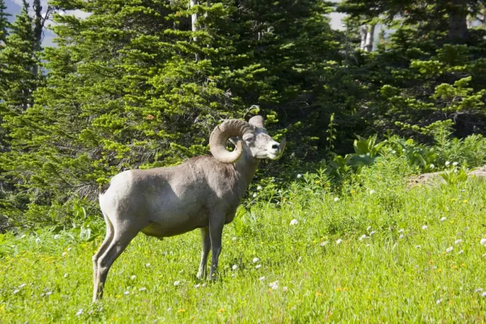 Framed Print : animals in the wild, bighorn sheep, color image, day, full length, grass, horizontal Framed Print : animals in the wild, bighorn sheep, color image, day, full length, grass, horizontal