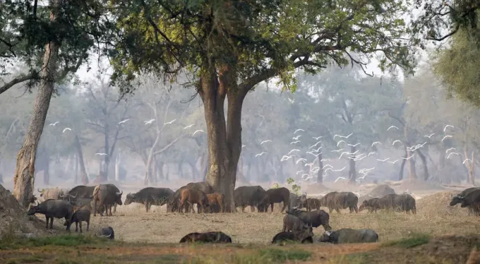 Framed Print : animals in the wild, buffalo, day, grazing, herd, horizontal, landscape, large group of animals Framed Print : animals in the wild, buffalo, day, grazing, herd, horizontal, landscape, large group of animals