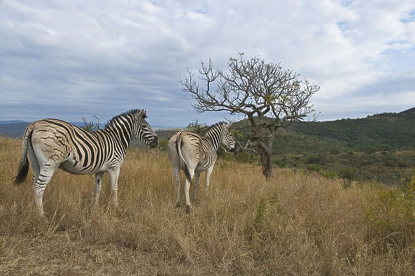 animals in the wild, burchells zebra, day, equus burchelli, full length, grass area