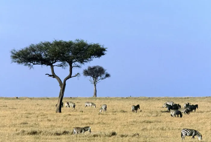 Framed Print : animals in the wild, clear sky, color image, day, grazing, horizon over land, horizontal Framed Print : animals in the wild, clear sky, color image, day, grazing, horizon over land, horizontal