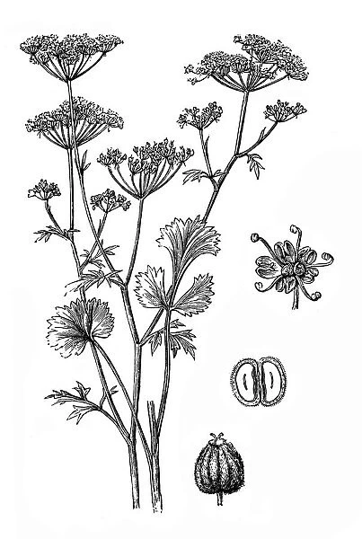 Anise (Pimpinella anisum)
