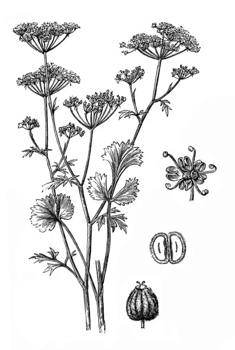 Framed Print : Anise (Pimpinella anisum) Framed Print : Anise (Pimpinella anisum)