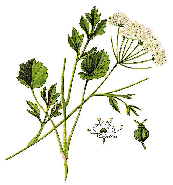 Anise (pimpinella anisum)