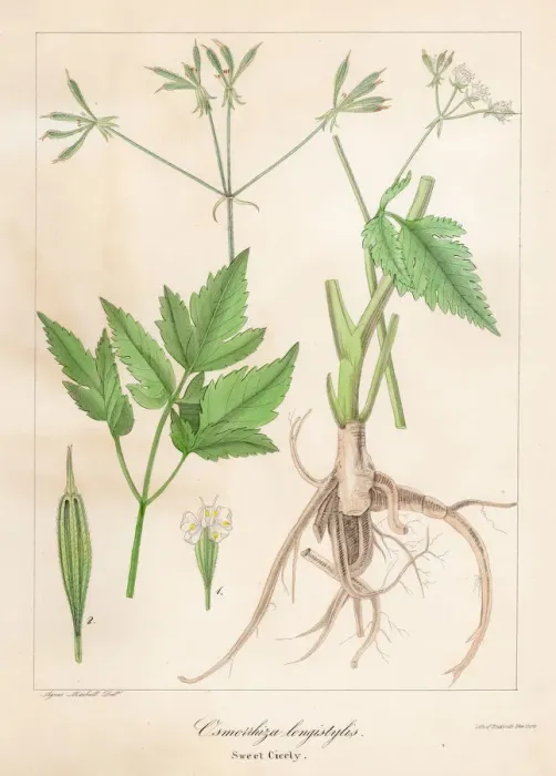 Framed Print : Aniseroot botanical engraving 1843 Framed Print : Aniseroot botanical engraving 1843