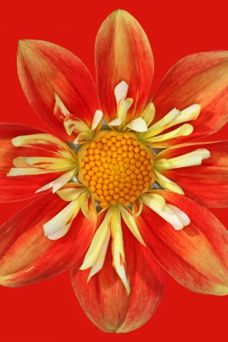 Framed Print : Anita Summerhayes