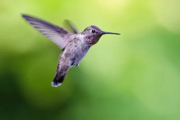 Framed Print : Annas Hummingbird Framed Print : Annas Hummingbird