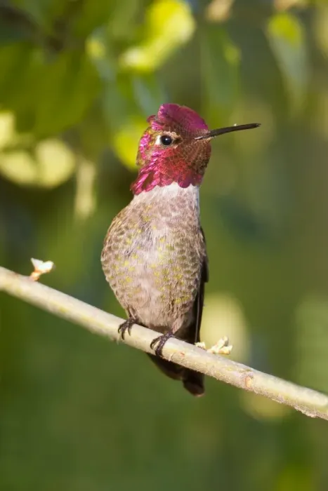 Framed Print : Annas Hummingbird Framed Print : Annas Hummingbird