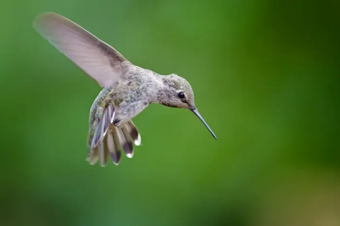 Framed Print : Annas Hummingbird Framed Print : Annas Hummingbird