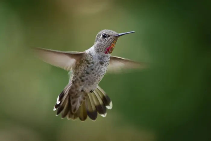 Framed Print : Annas Hummingbird Framed Print : Annas Hummingbird