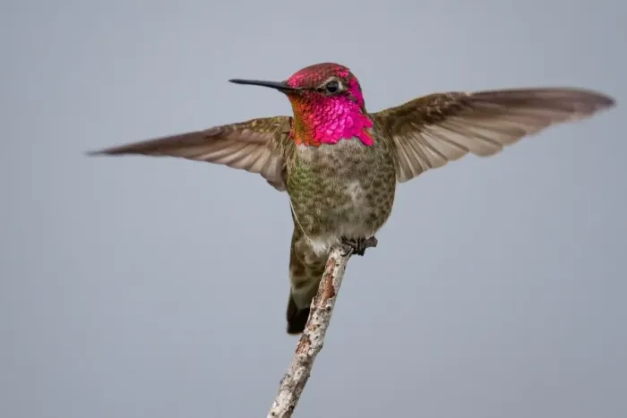 Framed Print : Annas Hummingbird