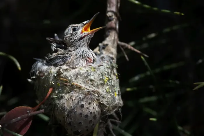 Framed Print : Annas Hummingbird chicks Framed Print : Annas Hummingbird chicks