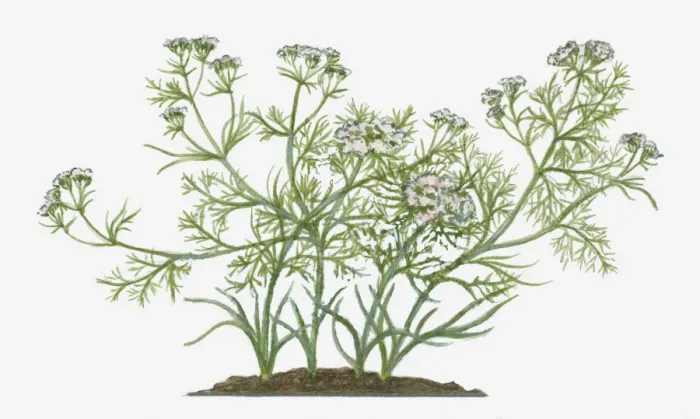 Framed Print : annual, botany, branch, cumin, cuminum cyminum, cut out, day, flora, flower, front view Framed Print : annual, botany, branch, cumin, cuminum cyminum, cut out, day, flora, flower, front view