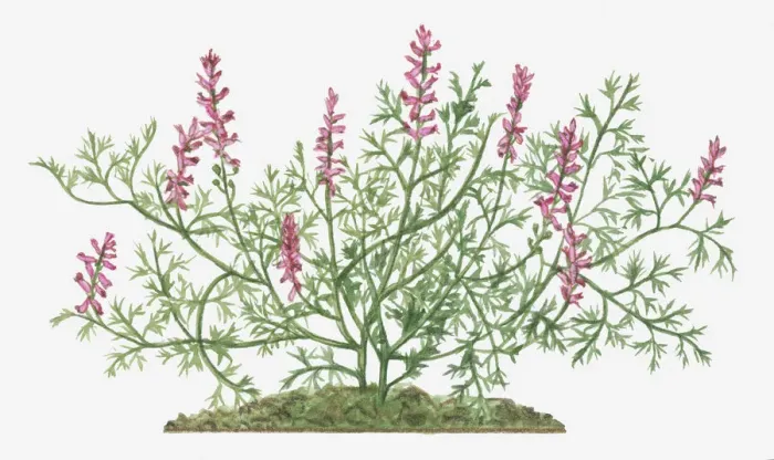 Framed Print : annual, botany, common fumitory, cut out, day, flora, flower, fumaria officinalis Framed Print : annual, botany, common fumitory, cut out, day, flora, flower, fumaria officinalis