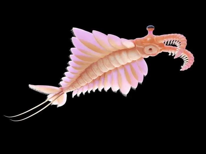 Framed Print : Anomalocaris, illustration Framed Print : Anomalocaris, illustration