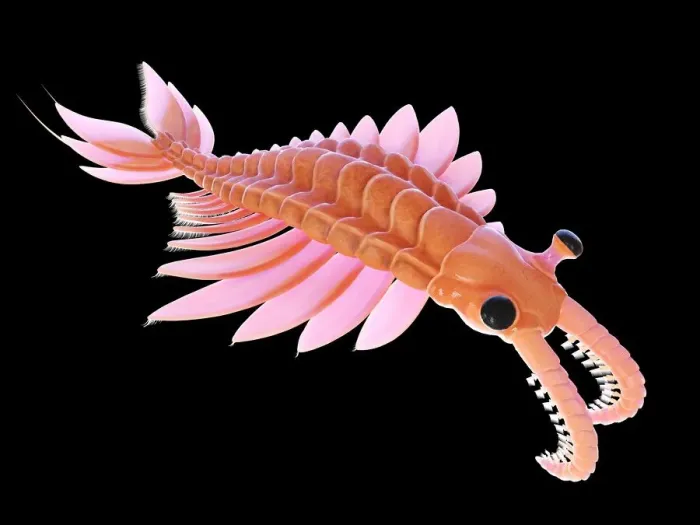 Framed Print : Anomalocaris, illustration Framed Print : Anomalocaris, illustration