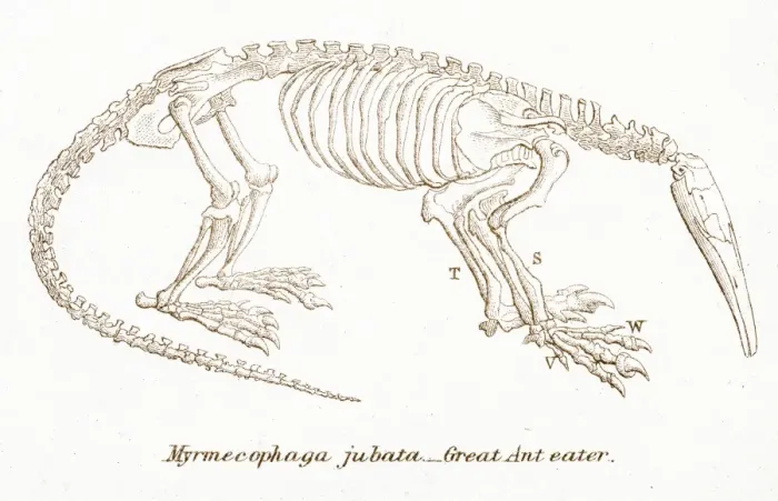 Framed Print : Ant eater skeleton engraving 1803 Framed Print : Ant eater skeleton engraving 1803