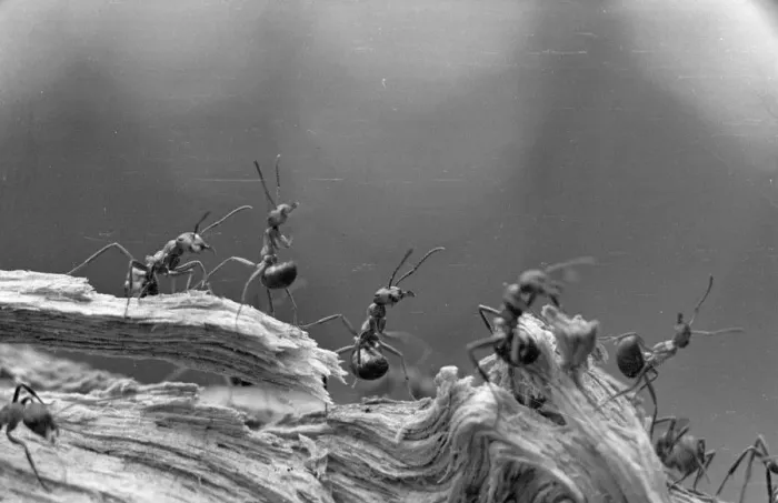 Framed Print : Ant Expedition Framed Print : Ant Expedition