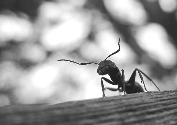 Ant on a Fence