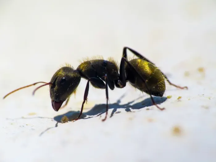 Framed Print : Ant Macro. macro photography Ant eating crumbs Framed Print : Ant Macro. macro photography Ant eating crumbs