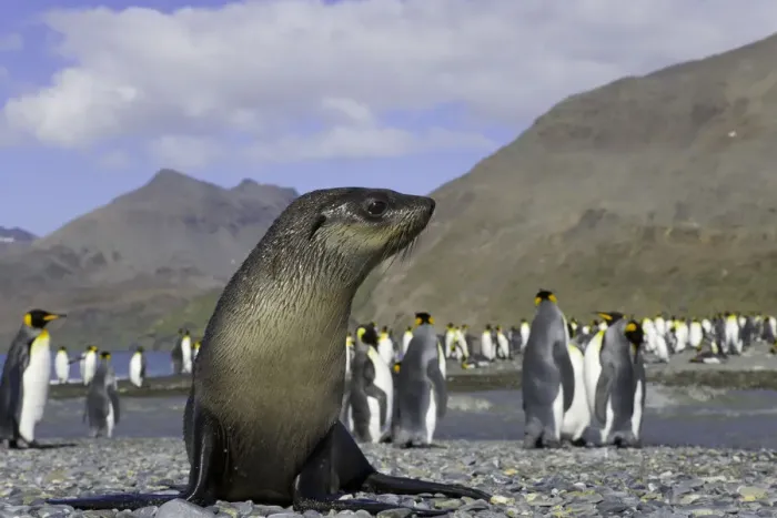 Framed Print : Antarctic fur seal pup in king penguin rookery (focus on seal pup) Framed Print : Antarctic fur seal pup in king penguin rookery (focus on seal pup)