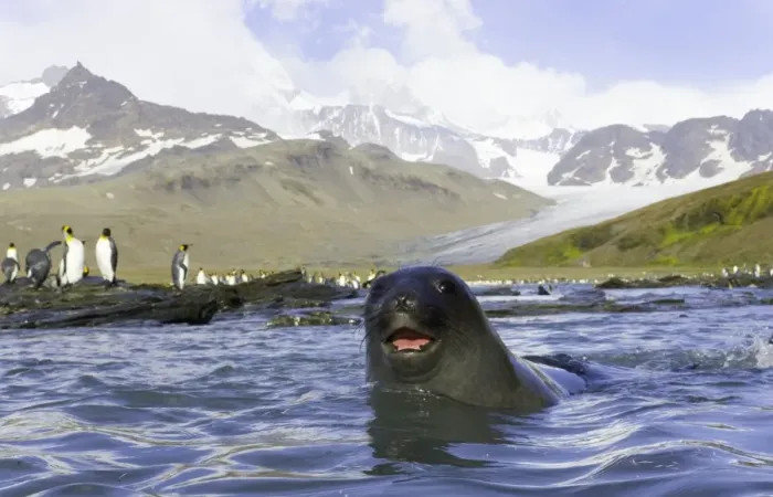 Framed Print : Antarctic fur seal in sea, king penguins on shore in background Framed Print : Antarctic fur seal in sea, king penguins on shore in background