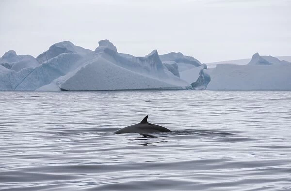 Antarctic Minke Whale -Balaenoptera bonaerensis-, back and fin, in front of icebergs, Gerlache Strait, Antarctic Peninsula, Antarctica