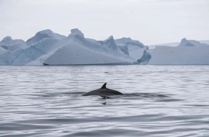 Framed Print : Antarctic Minke Whale -Balaenoptera bonaerensis-, back and fin, in front of icebergs, Gerlache Strait, Antarctic Peninsula, Antarctica Framed Print : Antarctic Minke Whale -Balaenoptera bonaerensis-, back and fin, in front of icebergs, Gerlache Strait, Antarctic Peninsula, Antarctica