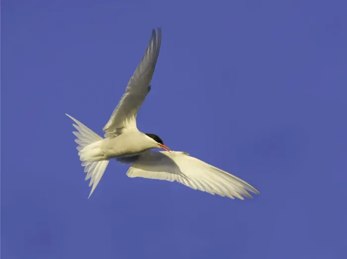 Framed Print : Antarctic tern flying, Antarctic Peninsula