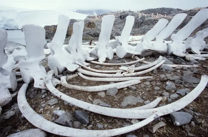 Framed Print : Antarctica, Port Lockroy, fin whale bones on shore, penguins nearby