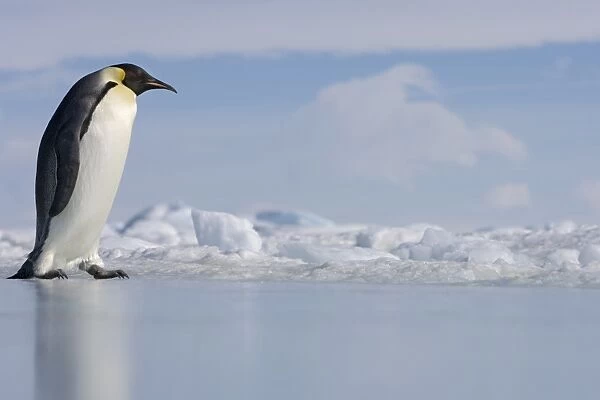 Antarctica, Snow Hill Island, emperor penguin on ice, side view