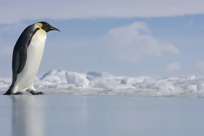 Framed Print : Antarctica, Snow Hill Island, emperor penguin on ice, side view Framed Print : Antarctica, Snow Hill Island, emperor penguin on ice, side view