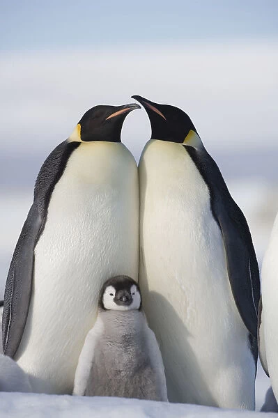 Antarctica, Snow Hill Island, two emperor penguins with chick