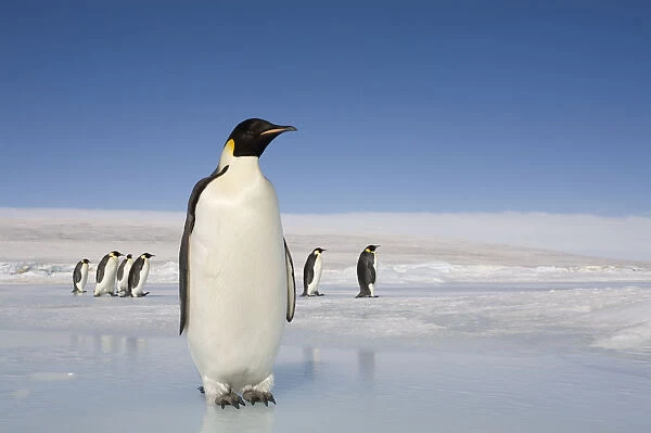Antarctica, Snow Hill Island, emperor penguins on ice