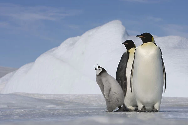 Antarctica, Snow Hill Island, two emperor penguins with chick