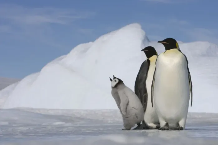 Framed Print : Antarctica, Snow Hill Island, two emperor penguins with chick Framed Print : Antarctica, Snow Hill Island, two emperor penguins with chick