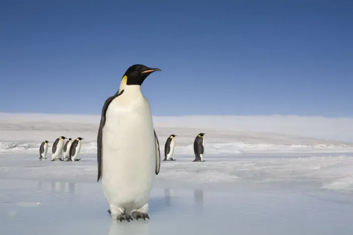Framed Print : Antarctica, Snow Hill Island, emperor penguins on ice Framed Print : Antarctica, Snow Hill Island, emperor penguins on ice