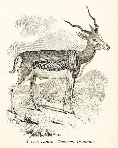 Antelope engraving 1803