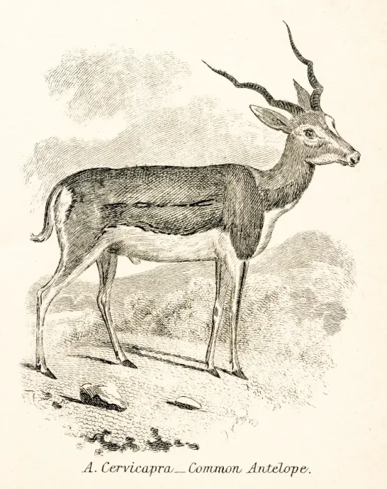 Framed Print : Antelope engraving 1803 Framed Print : Antelope engraving 1803