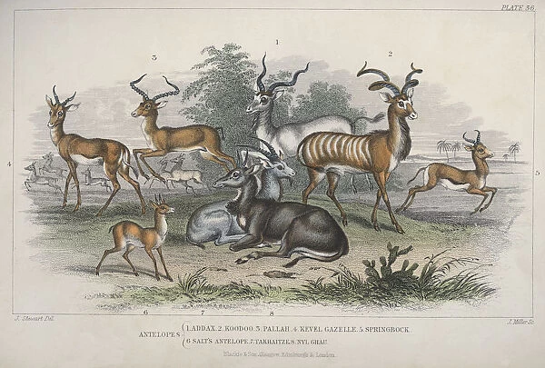 Antelopes. Various antelopes, circa 1850