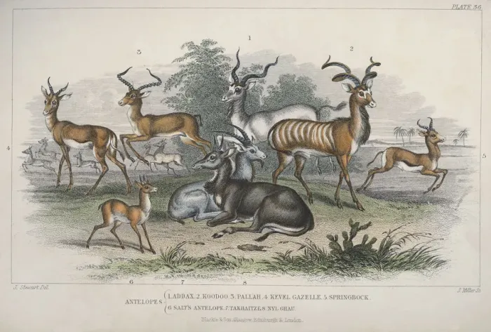 Framed Print : Antelopes. Various antelopes, circa 1850 Framed Print : Antelopes. Various antelopes, circa 1850