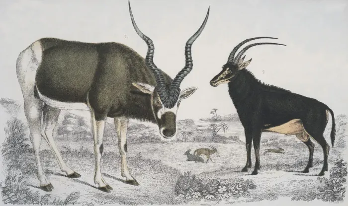 Framed Print : Antelopes Abroad Framed Print : Antelopes Abroad