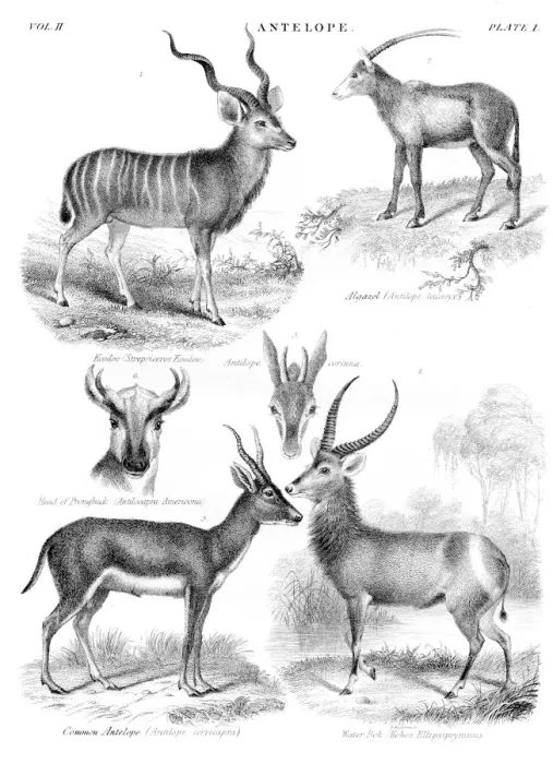 Framed Print : Antelopes engraving 1878 Framed Print : Antelopes engraving 1878