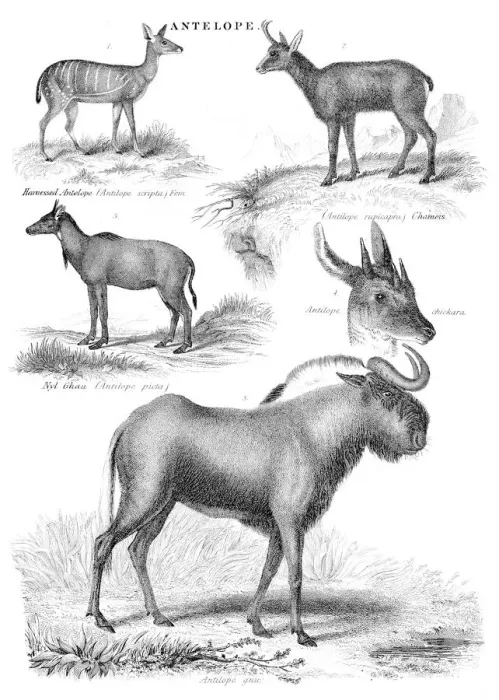 Framed Print : Antelopes engraving 1878 Framed Print : Antelopes engraving 1878
